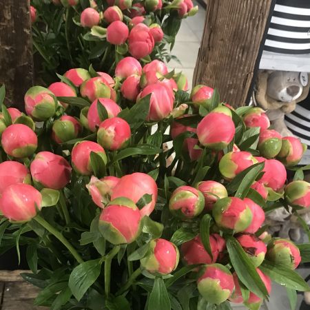La pivoine 