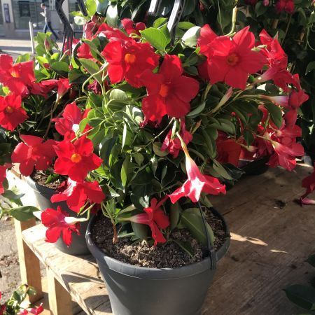 Le dipladenia 