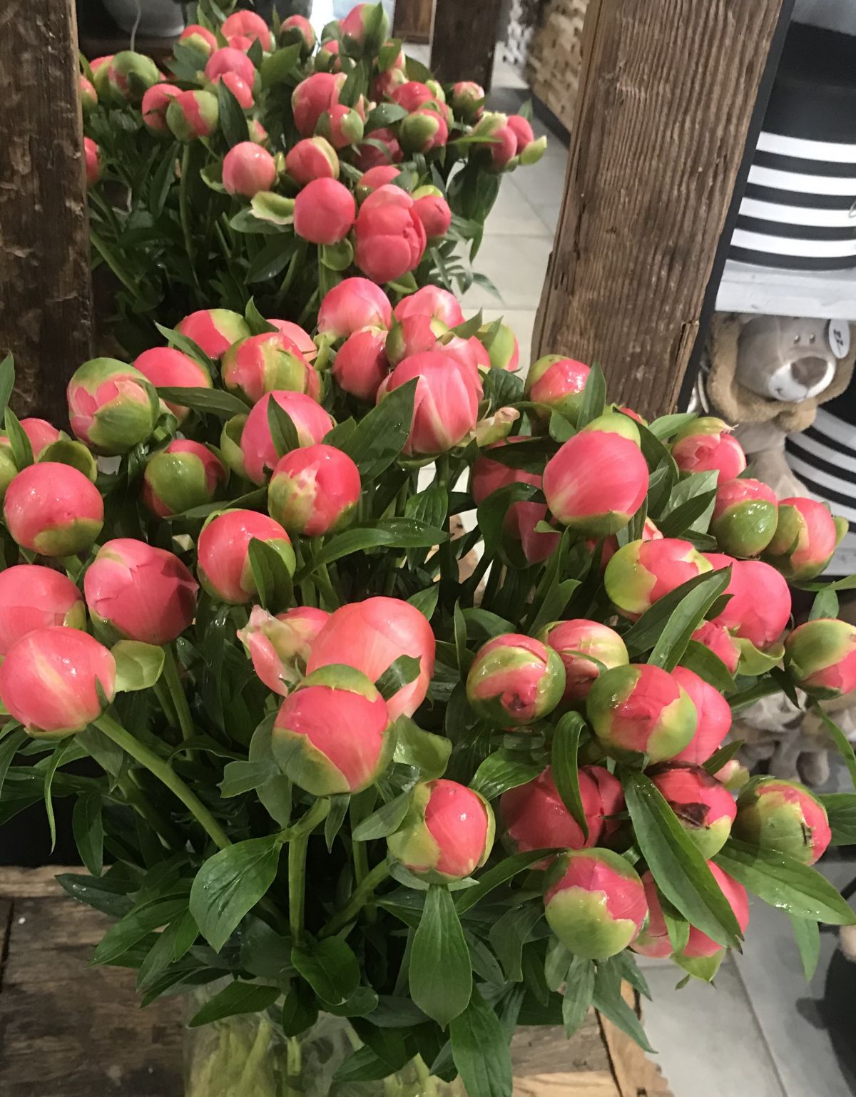 La pivoine 